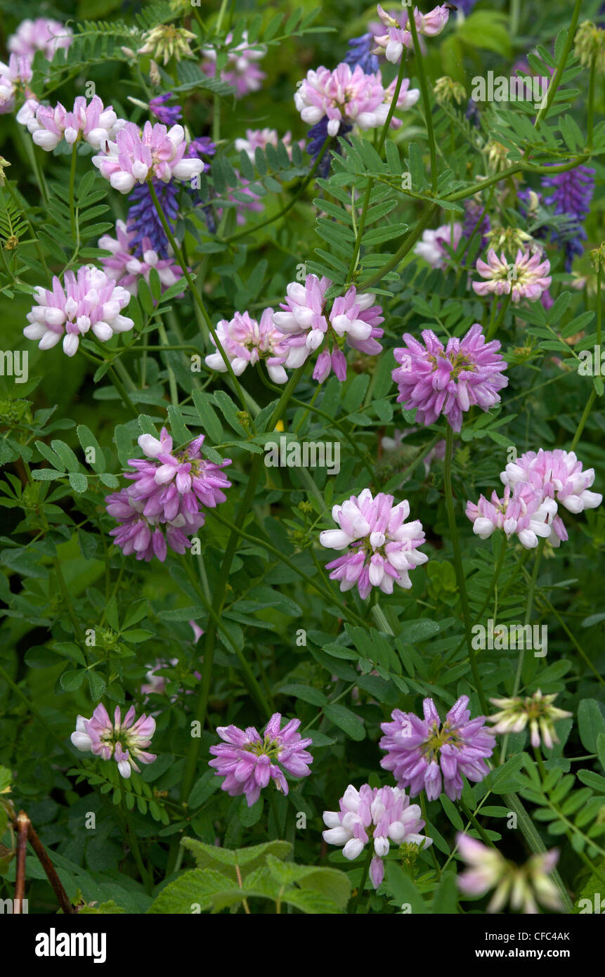 Purple Vetch (Vicia americana) and White Clover (Trifolium repens) blossoms. Northern Ontario, Canada. Stock Photo