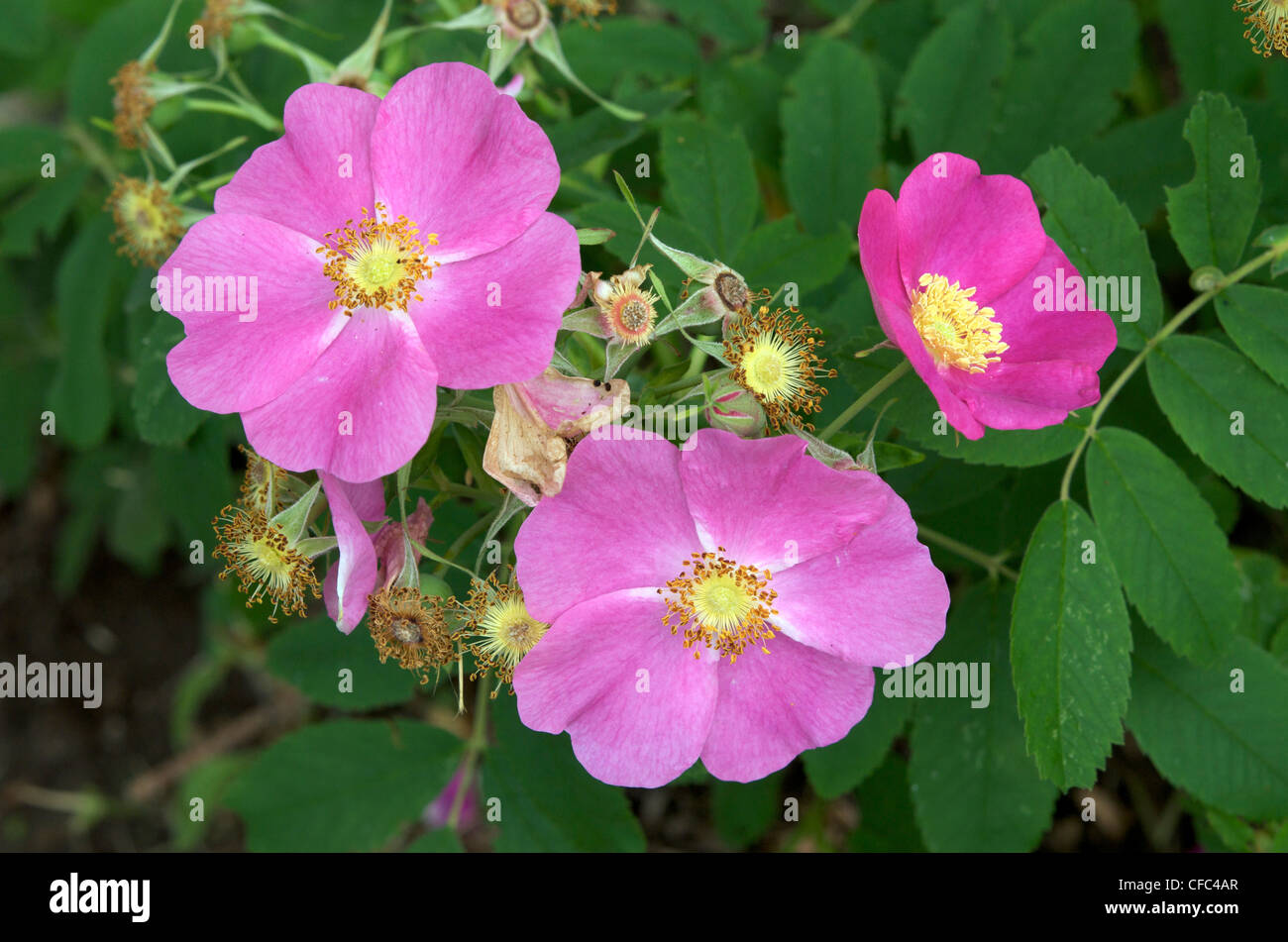 Better know its common names Wild Rose Prickly Stock Photo