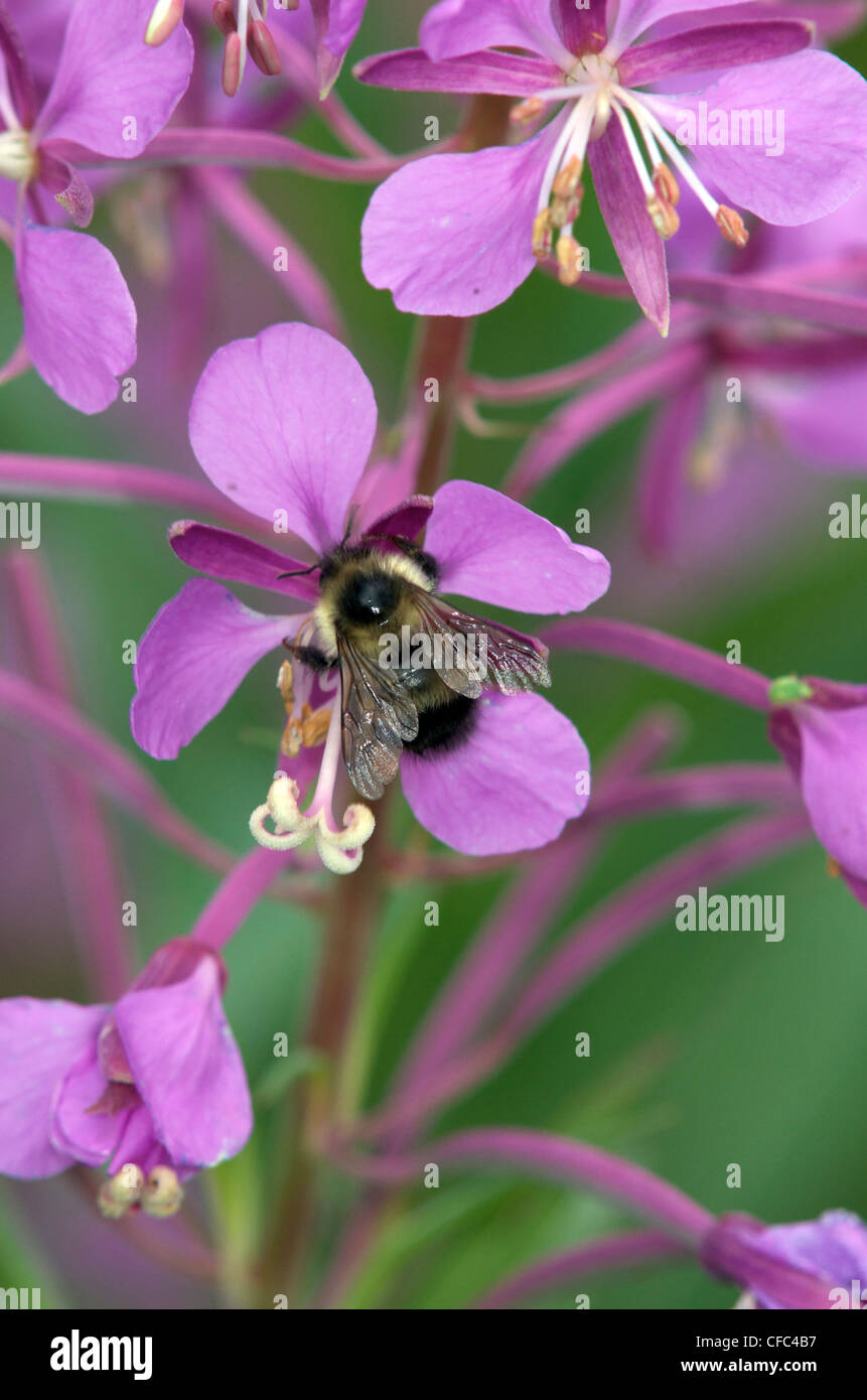 Bumblebee--any member bee genus Bombus family Stock Photo