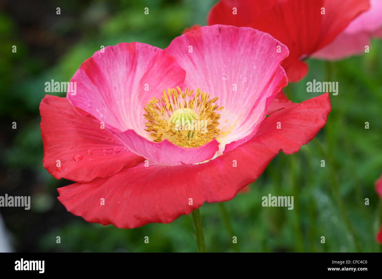 Poppy stamens close-up, domestic Stock Photo