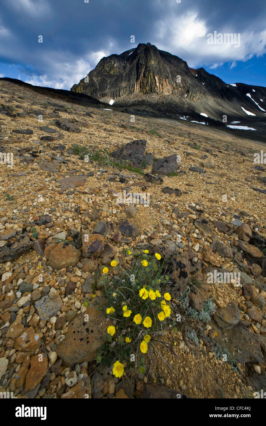 Diverse-Leaved Cinquefoil in Volcanic landscape in the Itcha Mountains British Columbia Canada Stock Photo