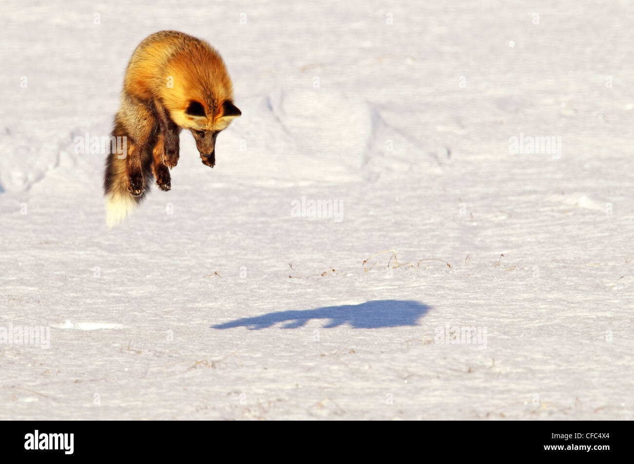Fox leaping into the air as it is hunting rodents, Yukon Territory, Canada. Stock Photo