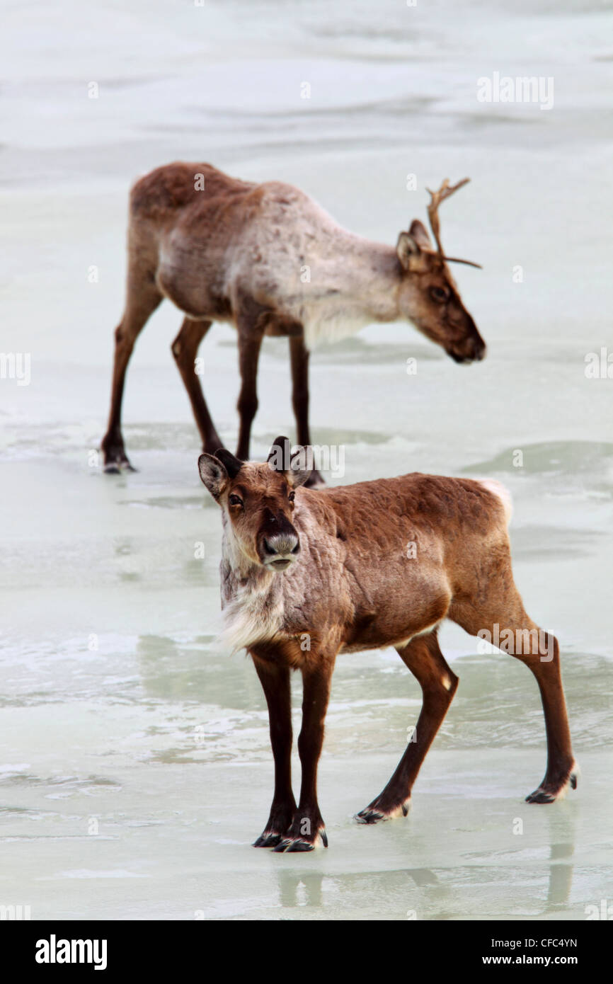 Caribou of the Porcupine Caribou Herd along the Dempster Highway, Yukon