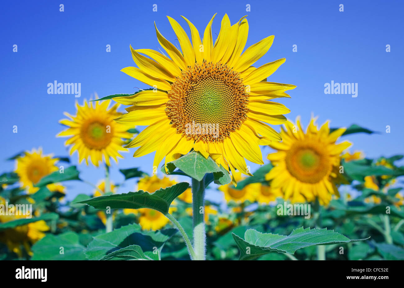 Sunflowers against clear blue sky, on the Canadian Prairie. Winnipeg