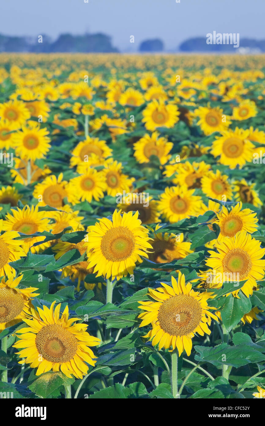 Field of Sunflowers, near Winnipeg, Manitoba, Canada Stock Photo Alamy