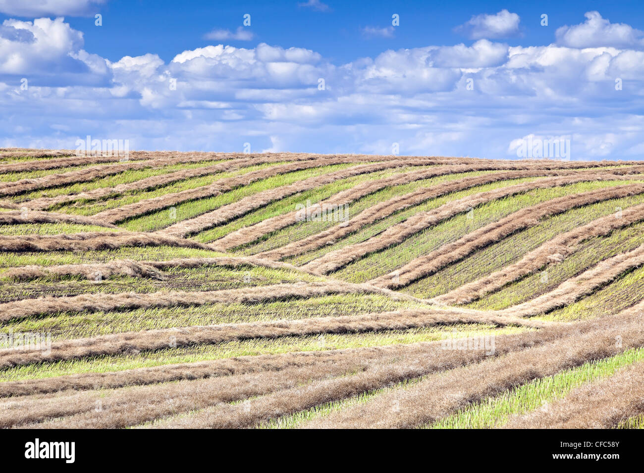 Swathed field and rolling hills at harvest time. Tiger Hills, Manitoba, Canada. Stock Photo