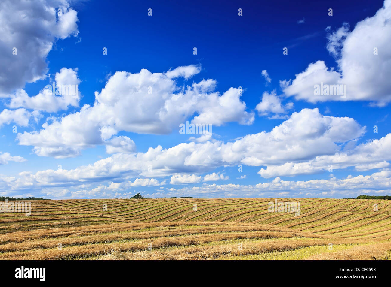 Harvested rolling farmland and cumulus clouds. Tiger Hills, Manitoba, Canada. Stock Photo