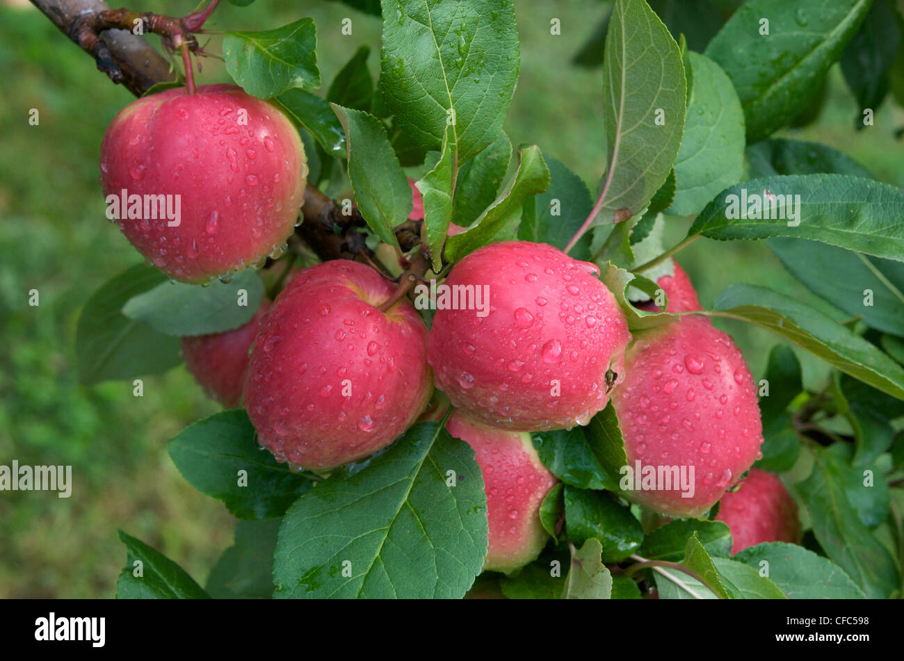 Dew covered Norland apples growing on tree. (Malus domestica) Lake