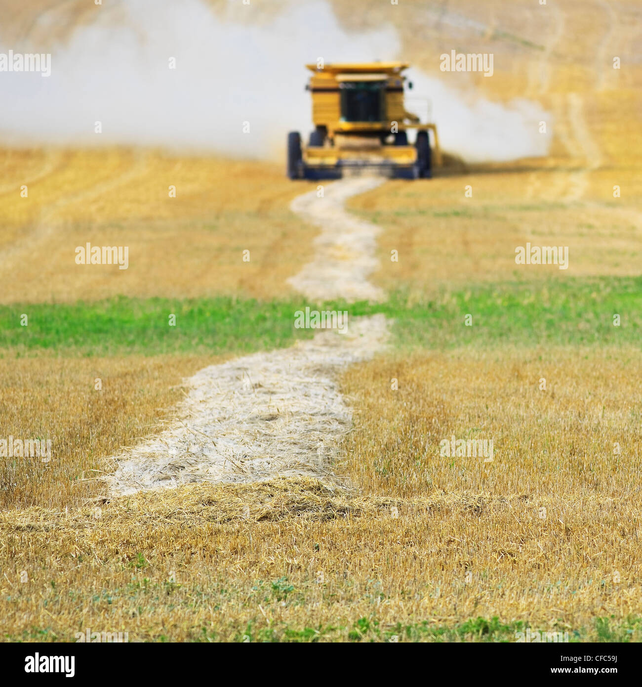 Combine harvester collecting a field of swathed wheat. Near Somerset, Manitoba, Canada. Stock Photo