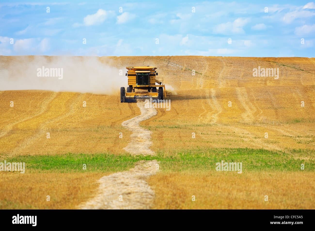 Combine harvester collecting a field of swathed wheat. Near Somerset, Manitoba, Canada. Stock Photo