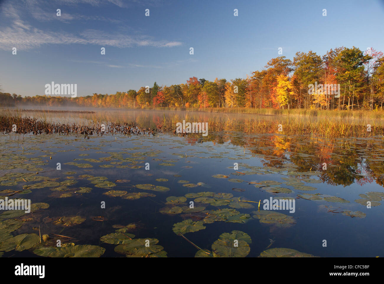 Lily pads in muskoka ontario hi-res stock photography and images - Alamy