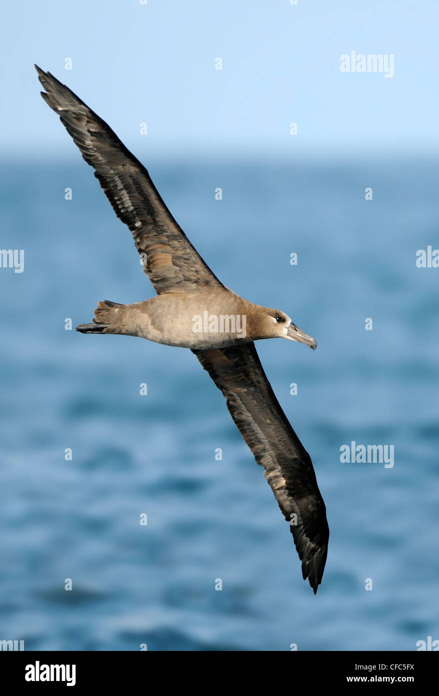 Black-footed Albatross on pelagic trip off Westport WA Stock Photo