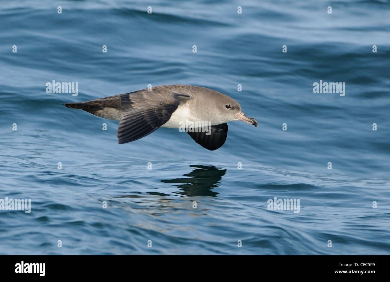 Pink-footed Shearwater in flight off Westport WA Stock Photo