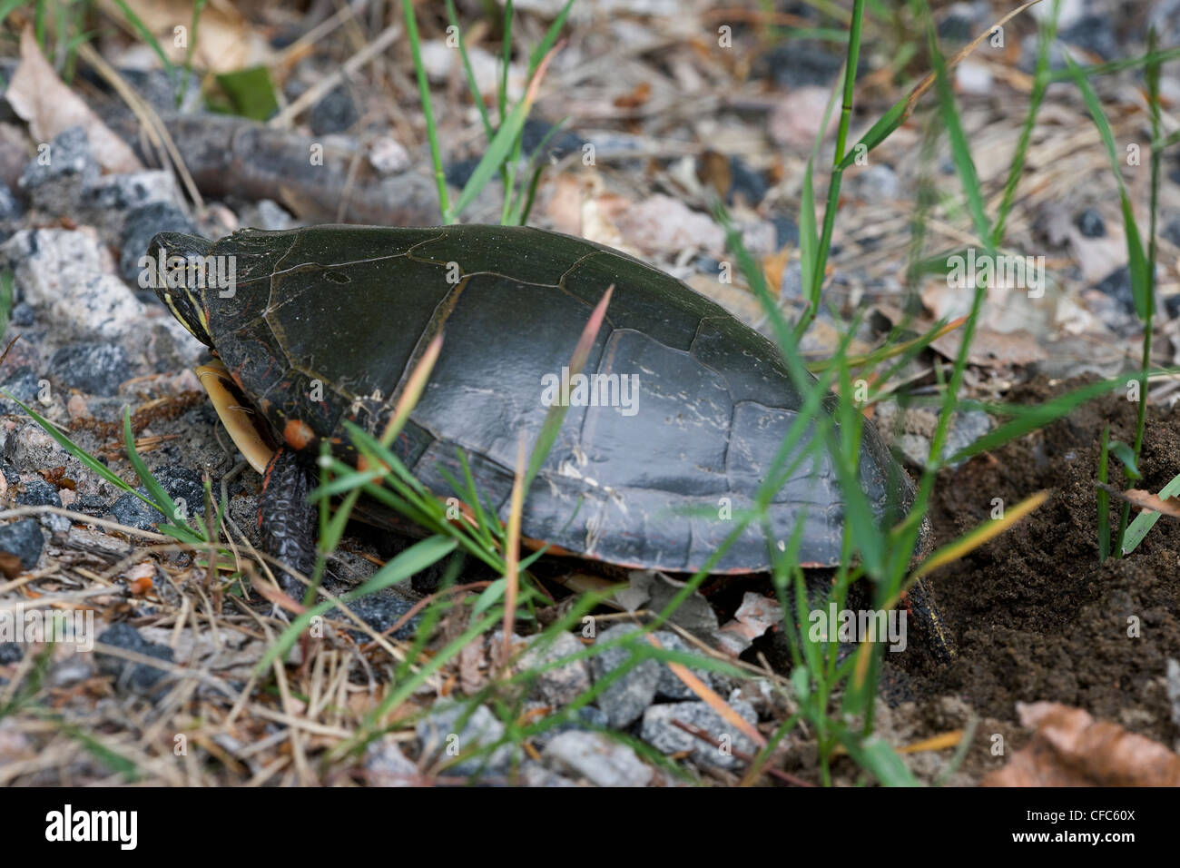 Midland Painted Turtle (Chrysemys picta marginata) digging a nest in