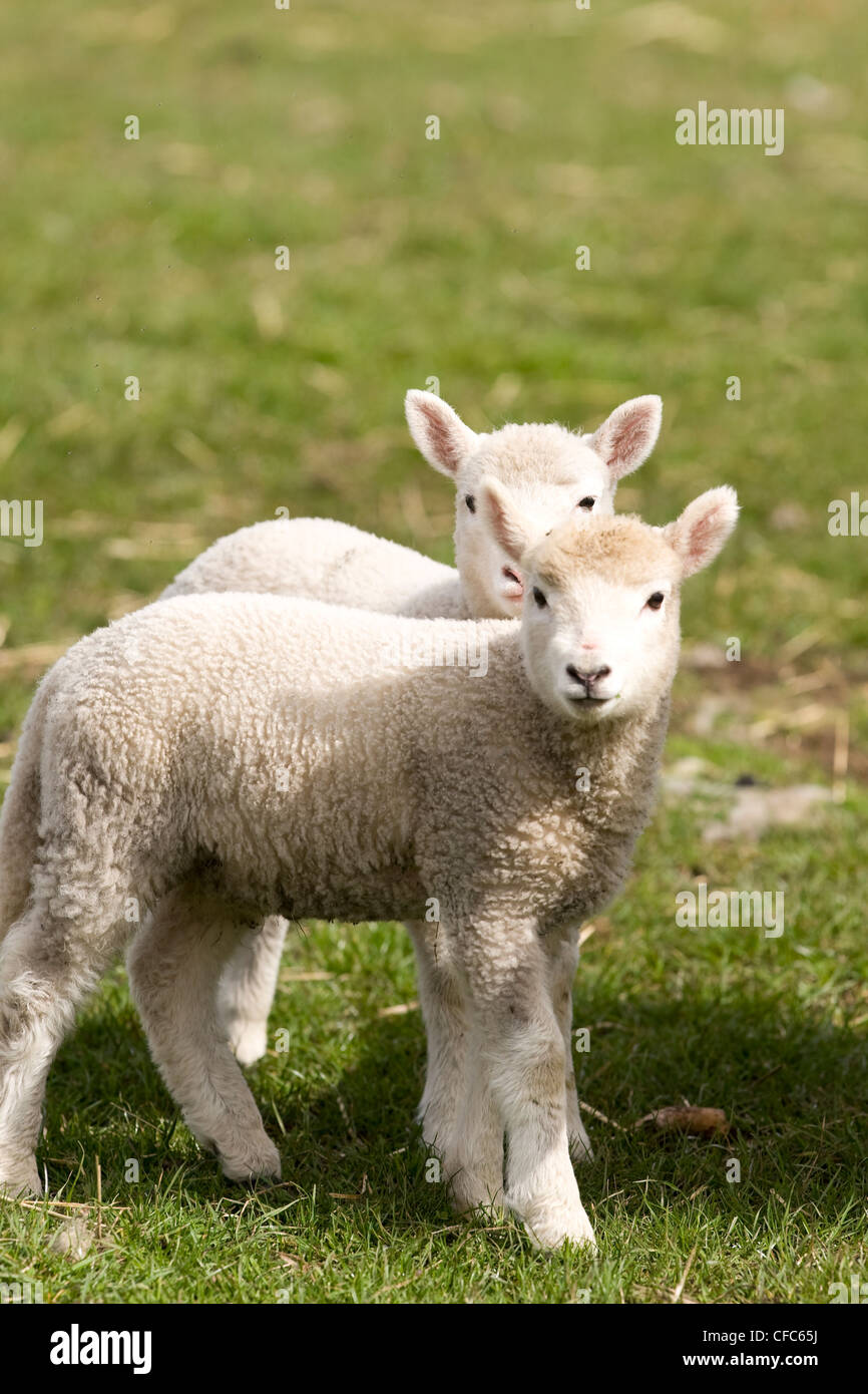 Two baby sheep signal arrival Spring Comox Valley Stock Photo