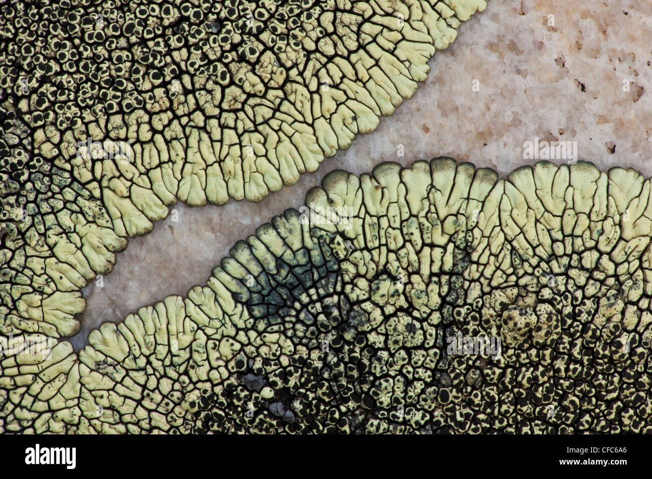The lichen that grows on the rocks in Grasslands National Park, Saskatchewan, Canada. Stock Photo