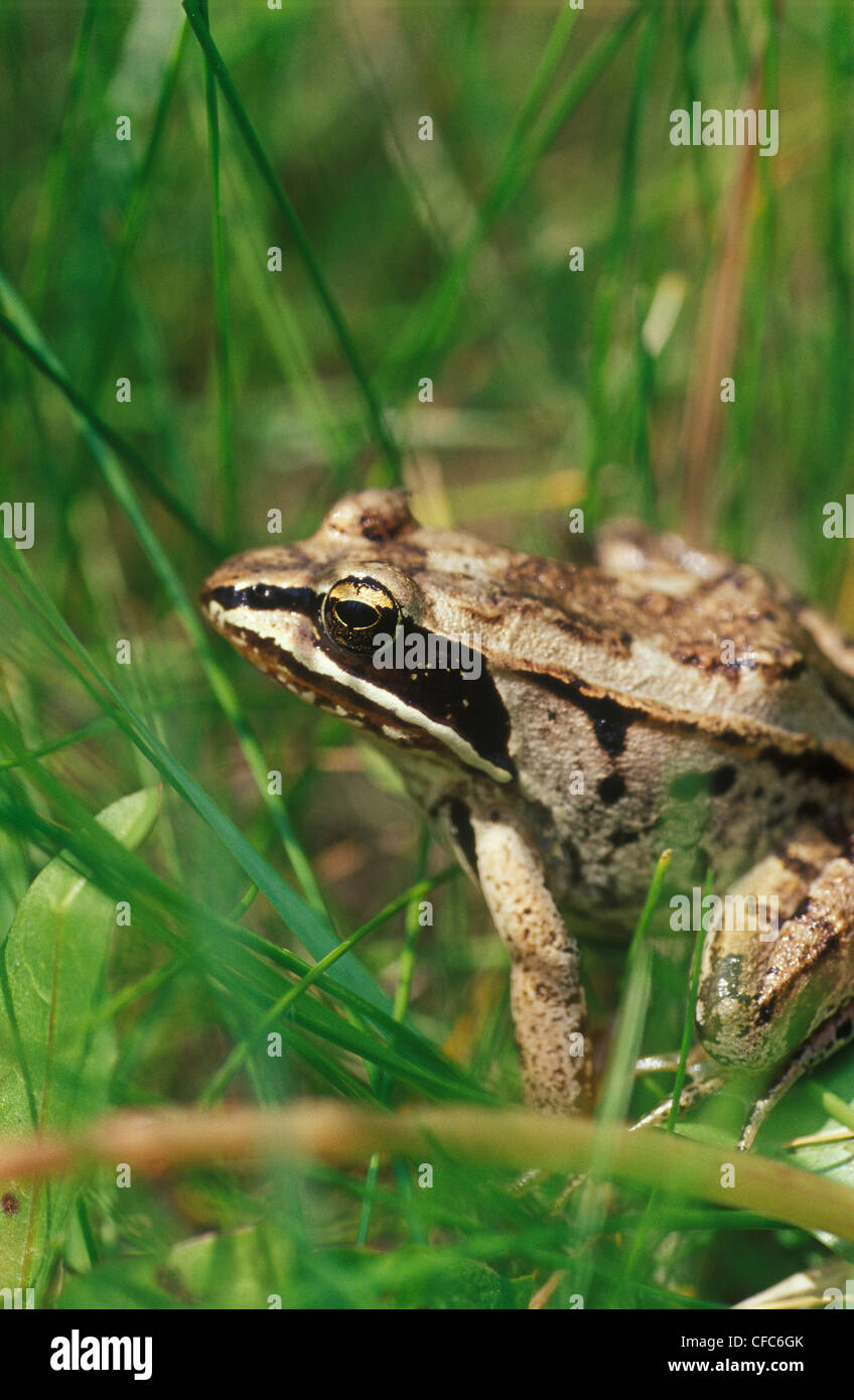 Wood frog (Rana sylvatica), Manitoba Tall Grass Prairie Preserve, Manitoba Stock Photo