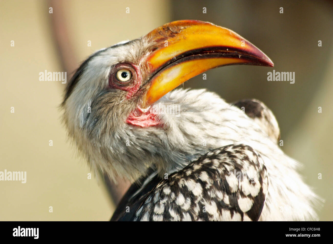 Southern Yellow - billed Hornbill Stock Photo