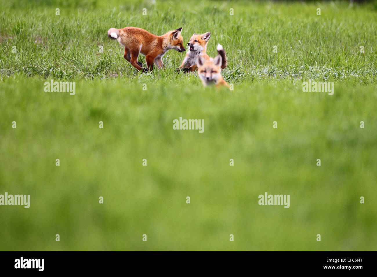 Kit fox (Vulpes macrotis) in field, Saskatchewan, Canada Stock Photo