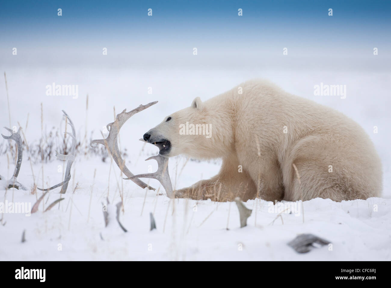 Polar bear eats seal hi-res stock photography and images - Alamy