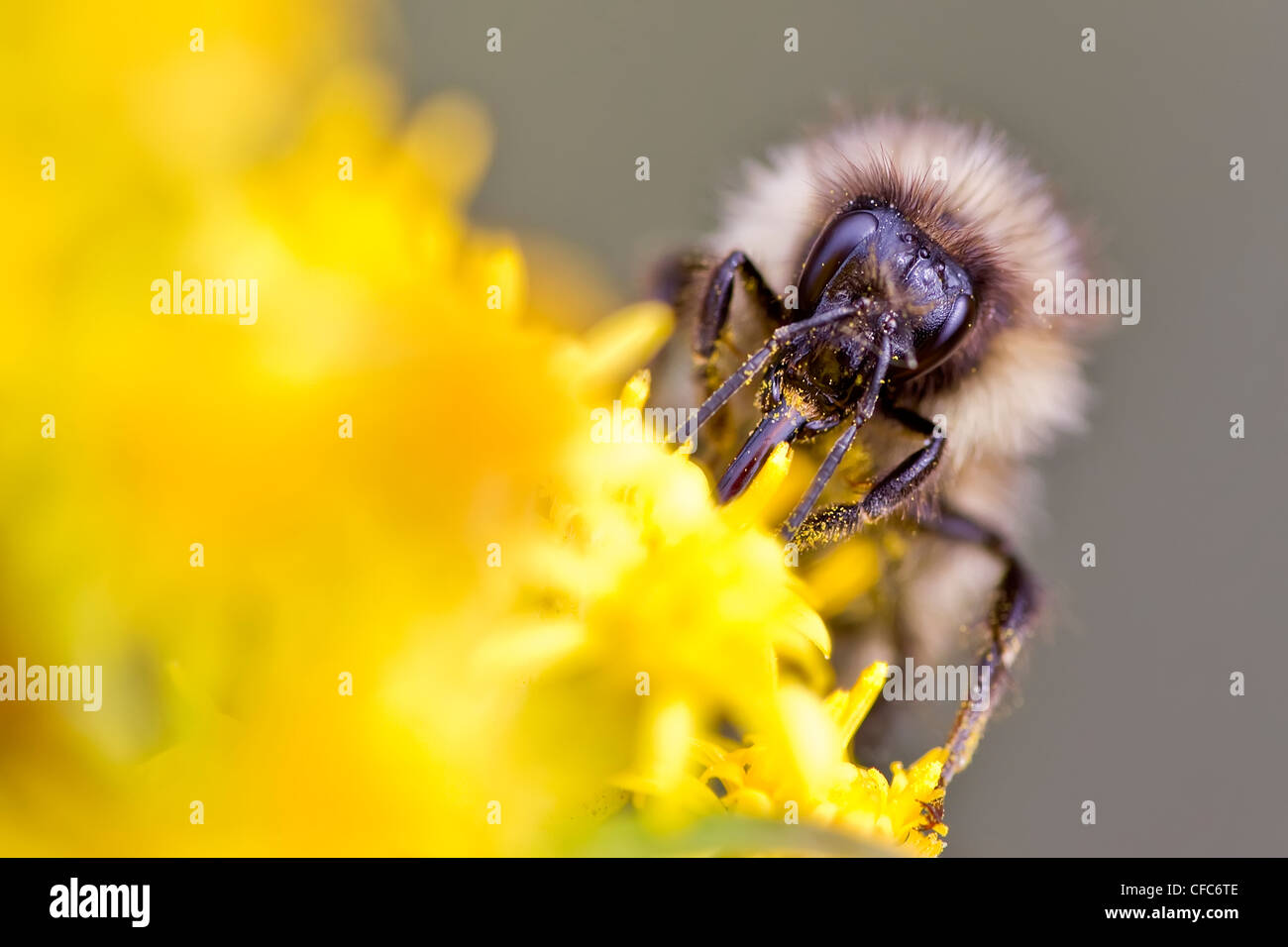 Bumblebee (Bombus) collecting nectar from flowers, Whitehorse, Yukon. Stock Photo