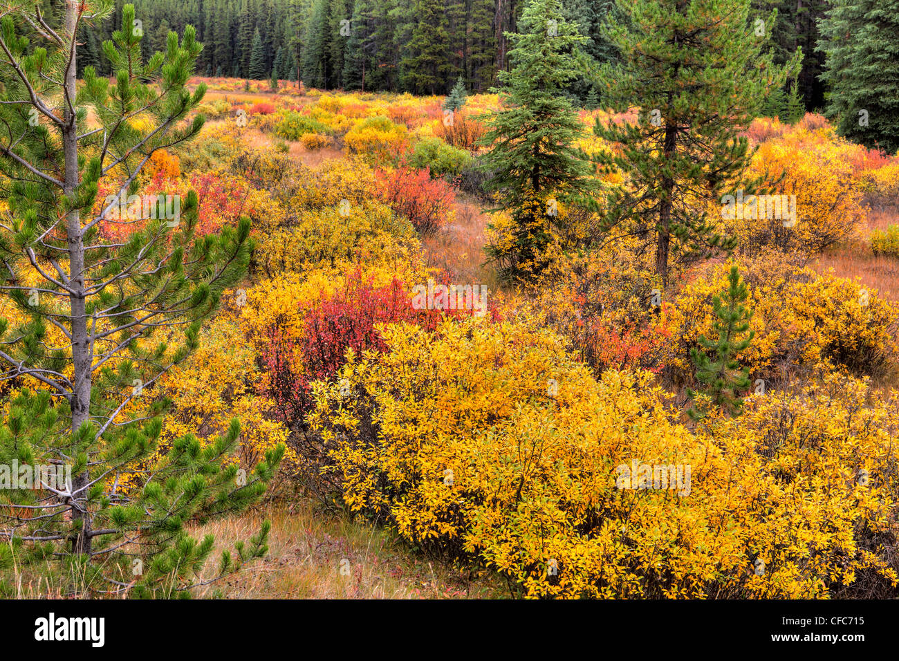 Bushes in Autumn, Bow Valley, Banff National Park, Alberta, Canada Stock Photo Alamy