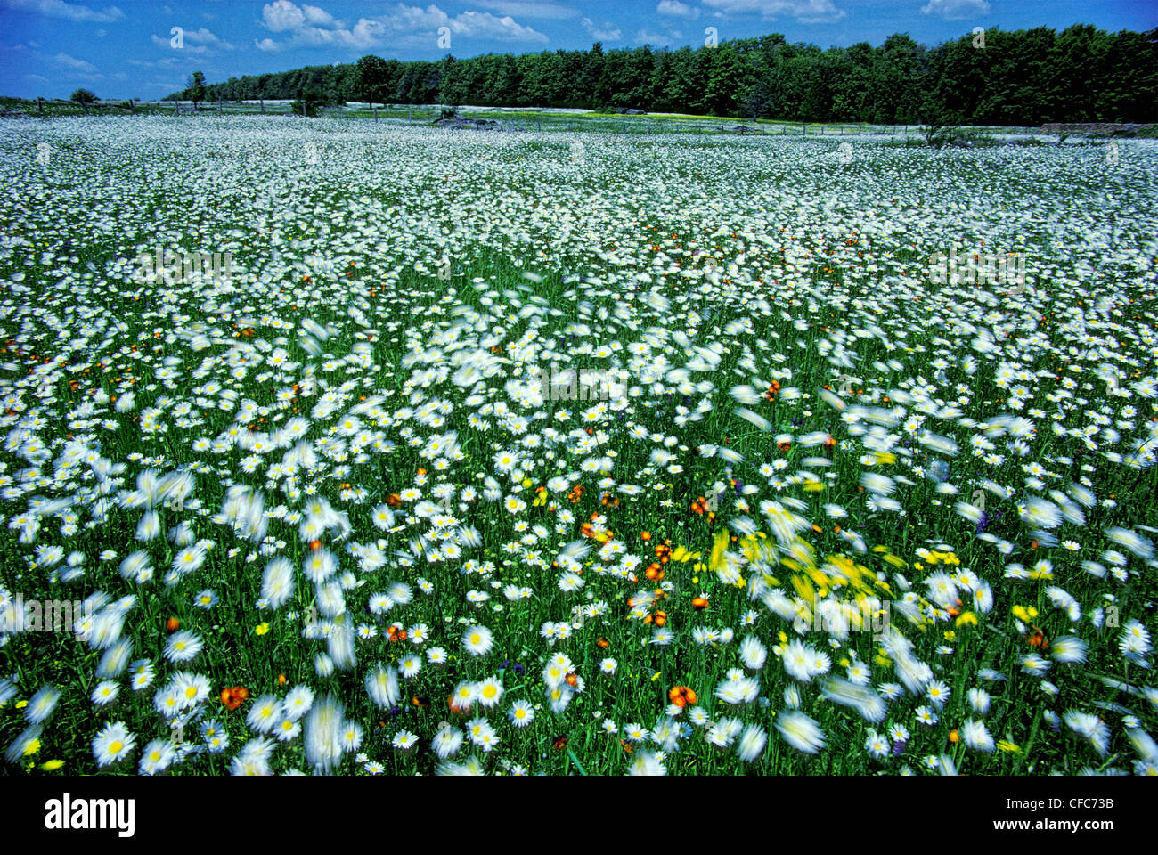 Field of Wildflowers, St. Honore, Beauce, Quebec, Canada Stock Photo