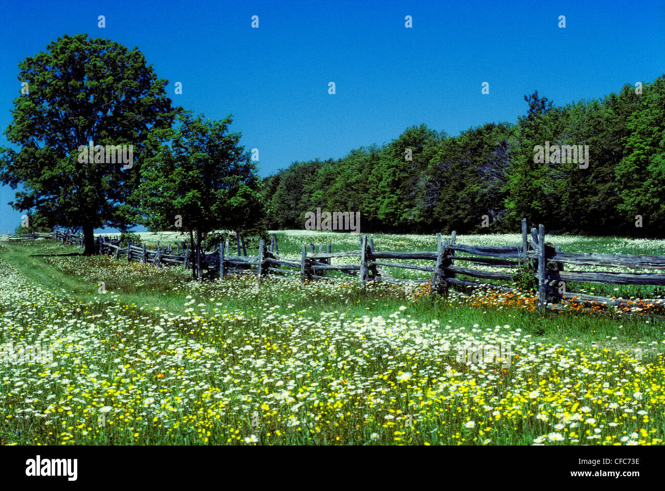 Field of Wildflowers, St. Honore, Beauce, Quebec, Canada Stock Photo