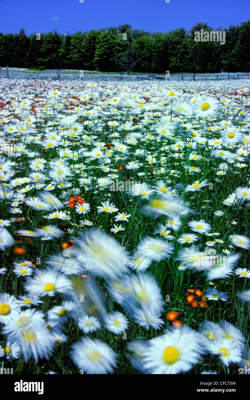 Field of Wildflowers blowing in the Wind, St. Honore, Beauce, Quebec