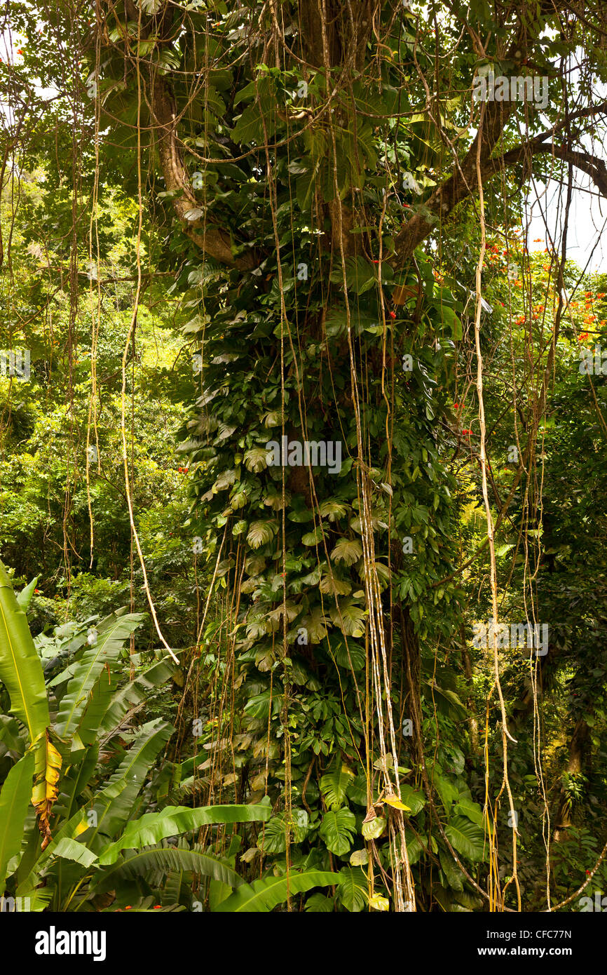 EL YUNQUE NATIONAL FOREST, PUERTO RICO - Tree covered with vines in jungle. Stock Photo