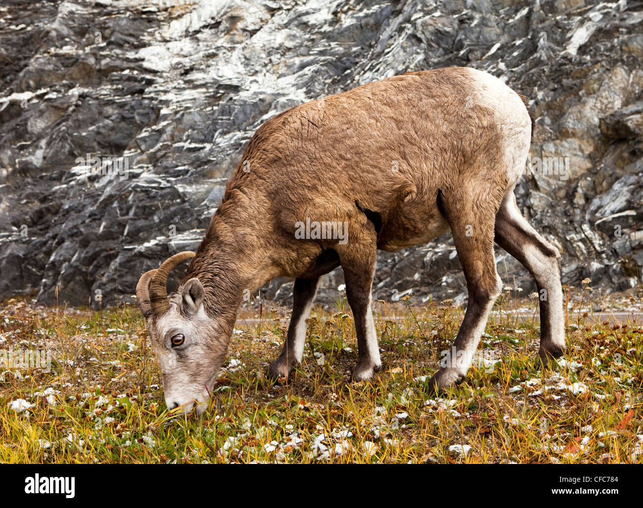 Bighorn Sheep (Ovis canadensis) Banff National Park, Alberta, Canada Stock Photo