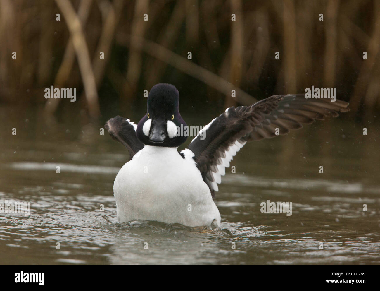 Male Common Goldeneye duck, Bucephala clangula on lake, late winter. Norfolk. Stock Photo