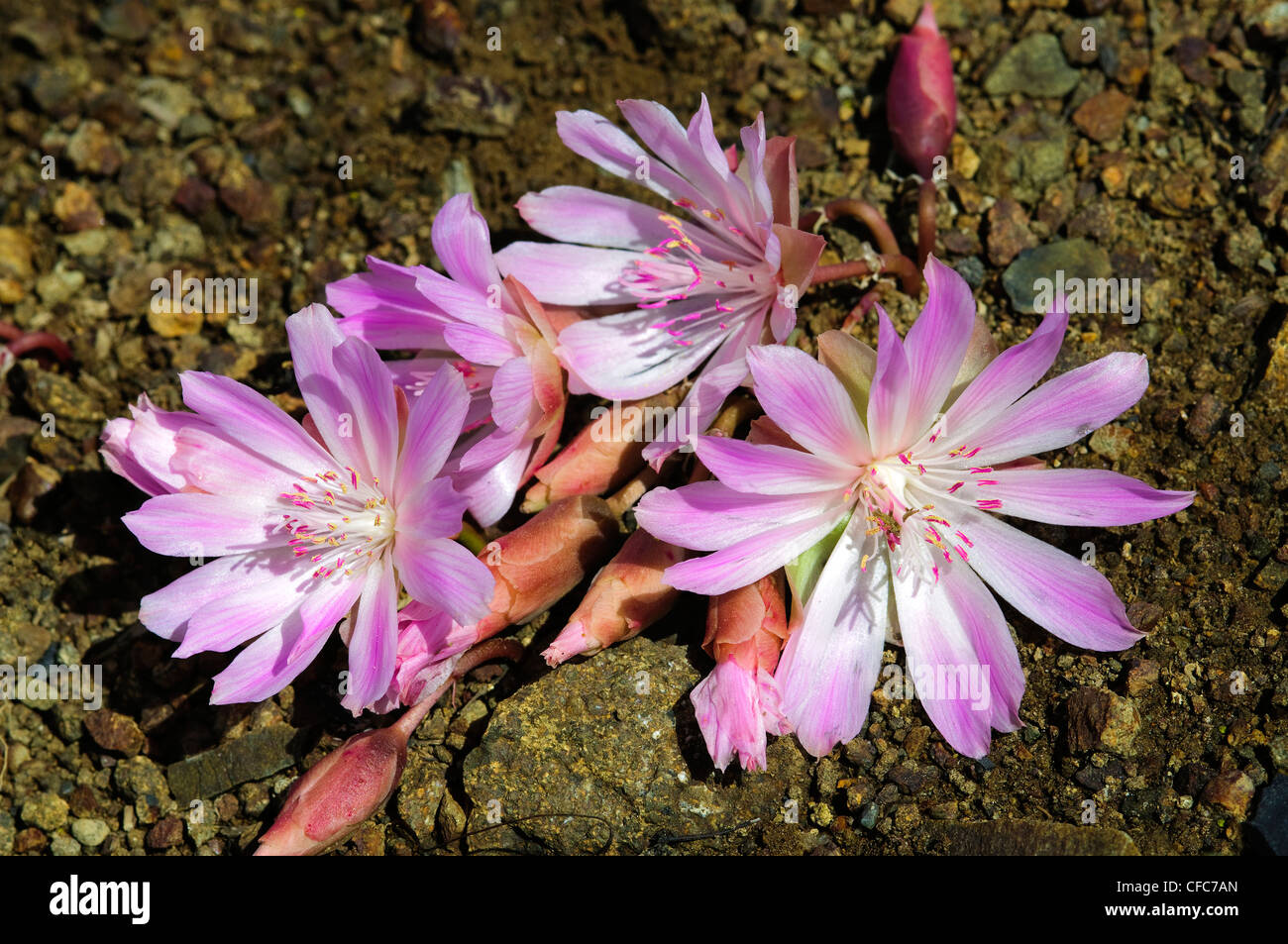 Bitterroot Lewisia Rediviva Southern Okanagan Valley British Columbia Stock Photo Alamy Bitterroot Lewisia Rediviva Southern Okanagan Valley British Columbia Stock Photo Alamy