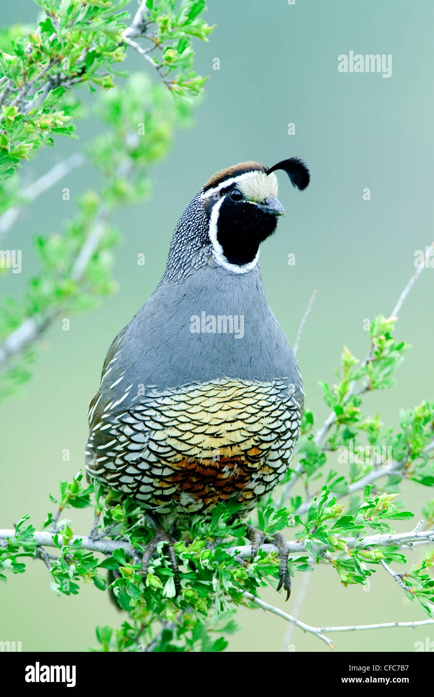 Adult male Californiquail Callipeplcalifornica Stock Photo