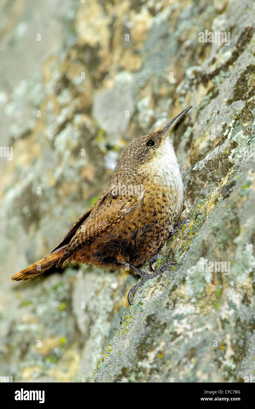 Adult canyon wren (Catherpes mexicanus) patrolling its territory along a cliff face, southern Okanagan Valley, British Columbia Stock Photo