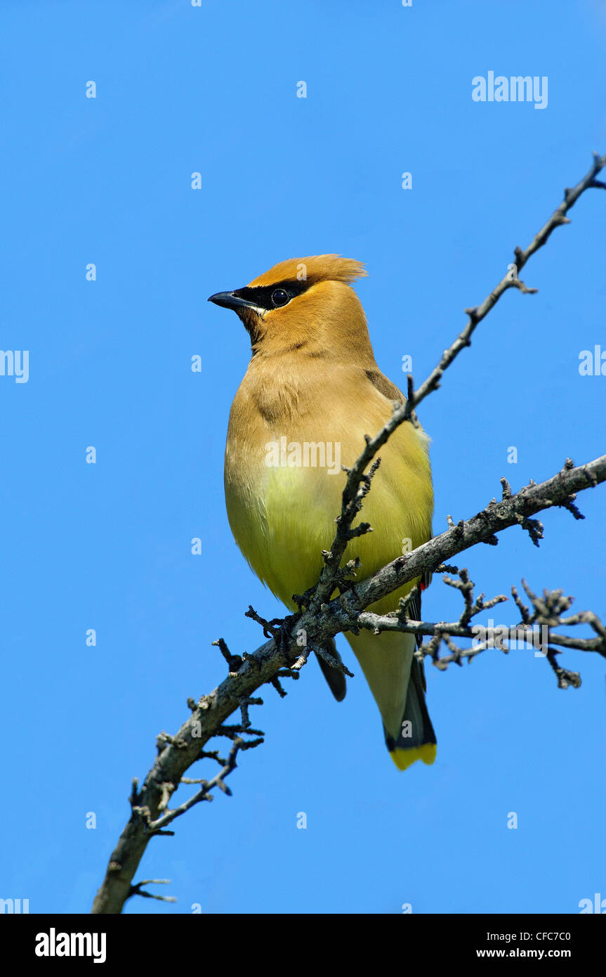 Cedar waxwing (Bombycilla cedrorum), southern Okanagan Valley, British Columbia Stock Photo