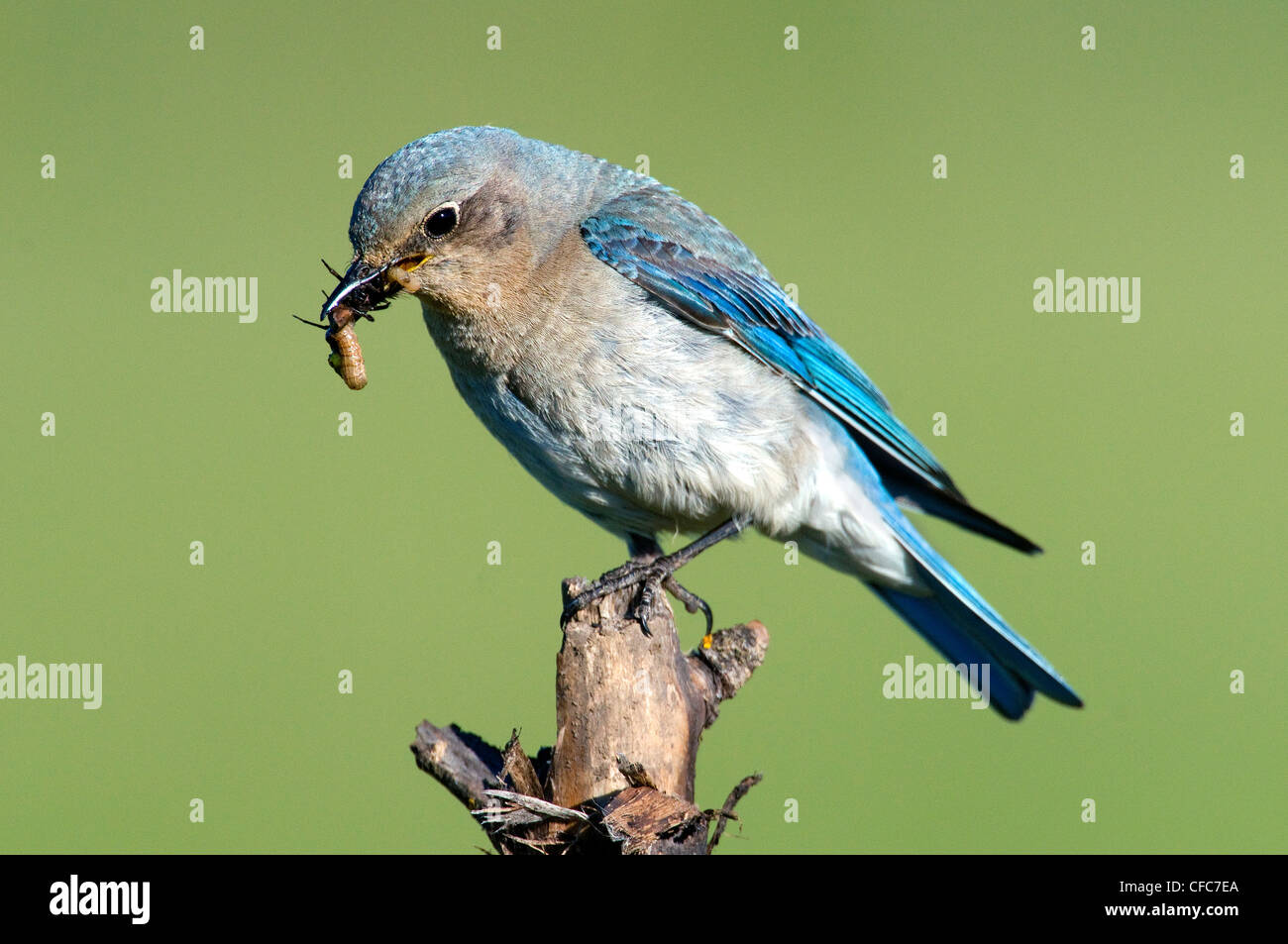 Female mountain bluebird (Sialia currucoides) feeding young in a