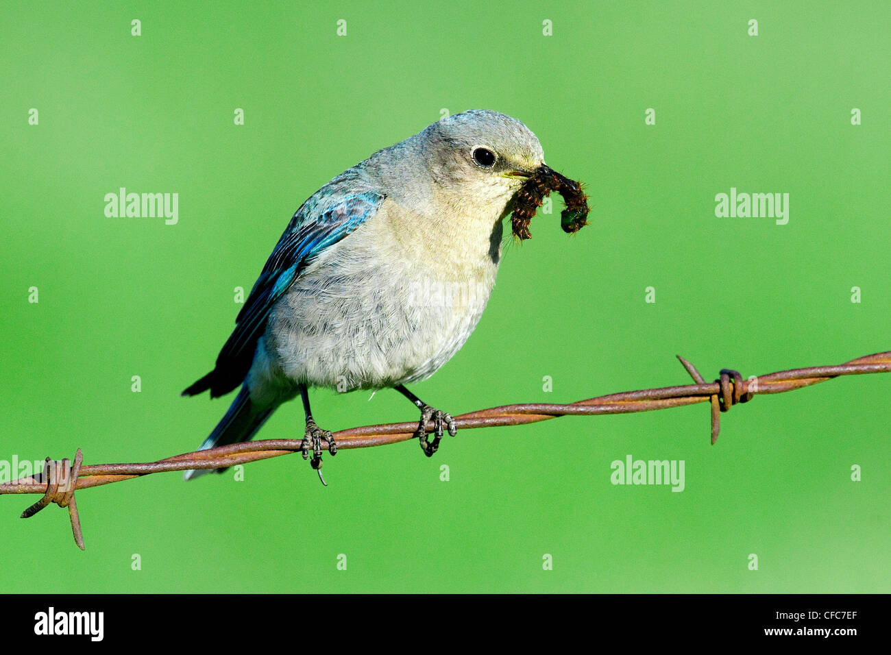 Feeding insects to young bluebirds hires stock photography and images Alamy