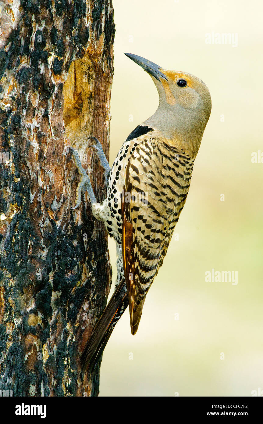 Female northern flicker Colaptes auratus Stock Photo - Alamy