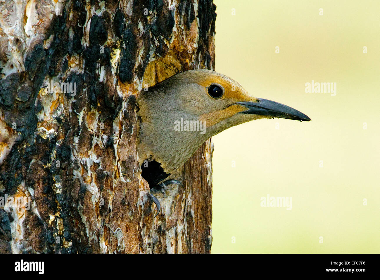 Female northern flicker Colaptes auratus Stock Photo - Alamy