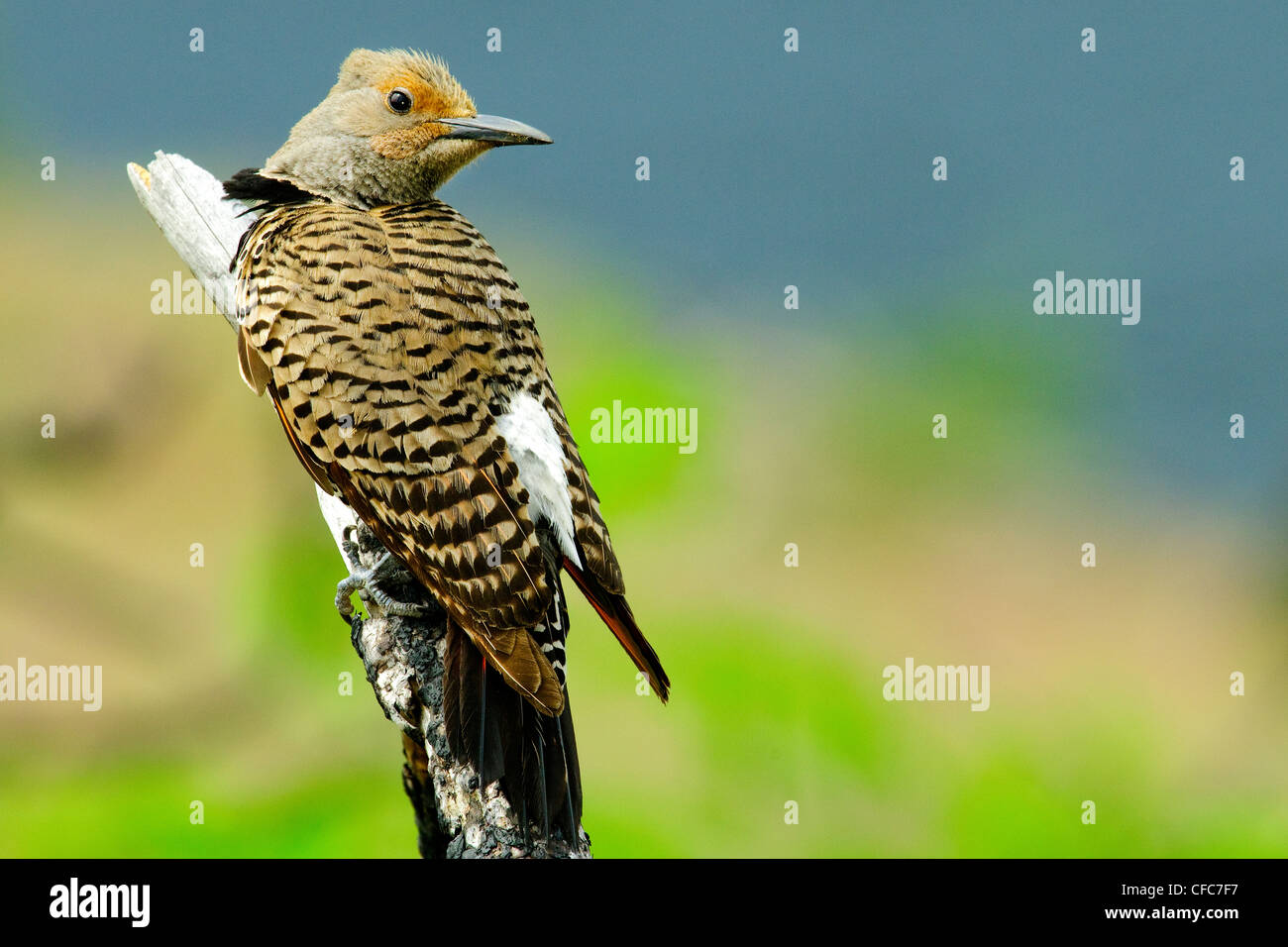 Female northern flicker Colaptes auratus Stock Photo - Alamy