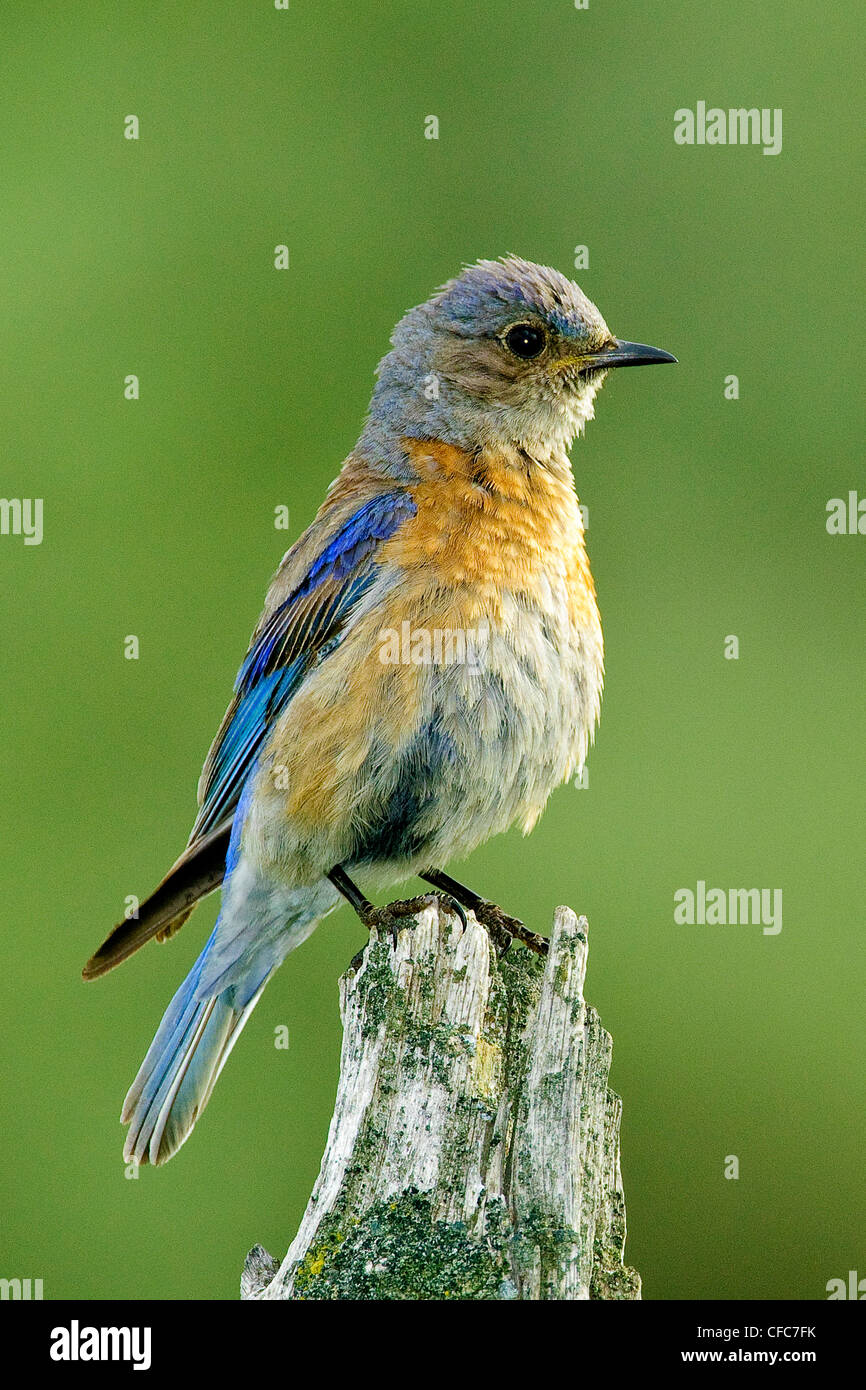 Western bluebird female hi-res stock photography and images - Alamy