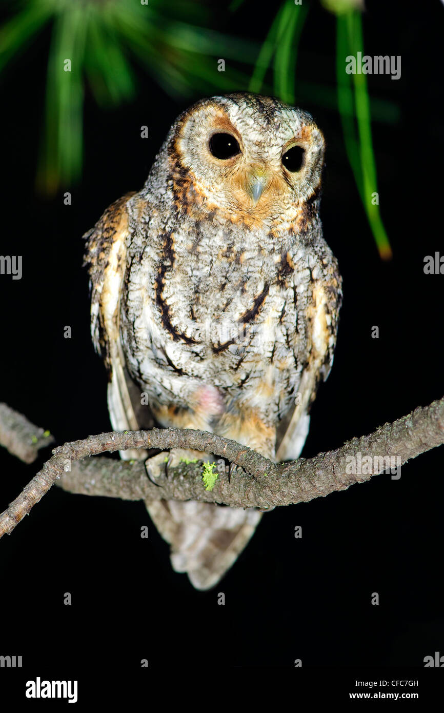 Female flammulated owl Otus flammeolus pink brood Stock Photo
