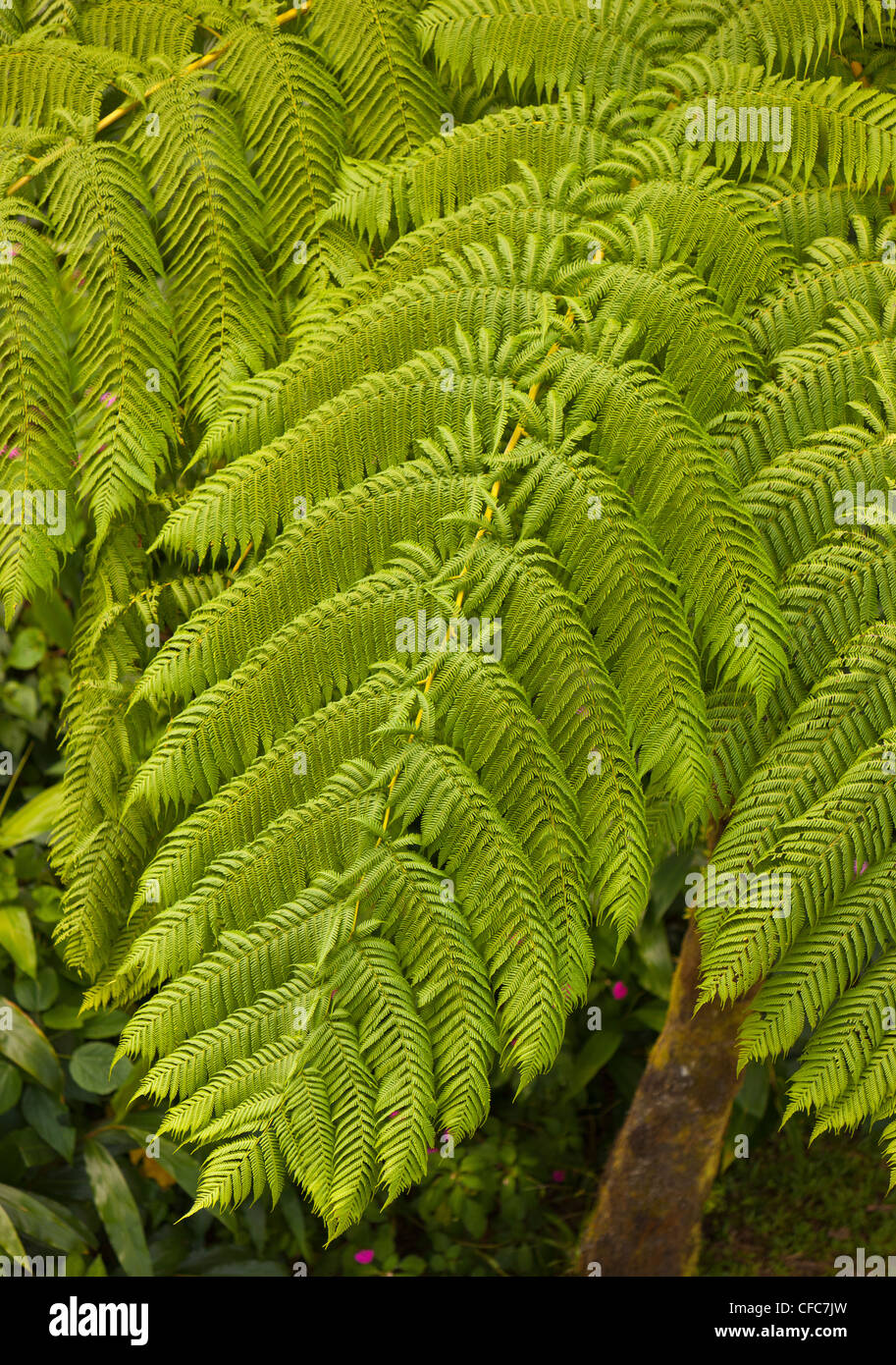 EL YUNQUE NATIONAL FOREST, PUERTO RICO - Ferns in rain forest. Stock Photo