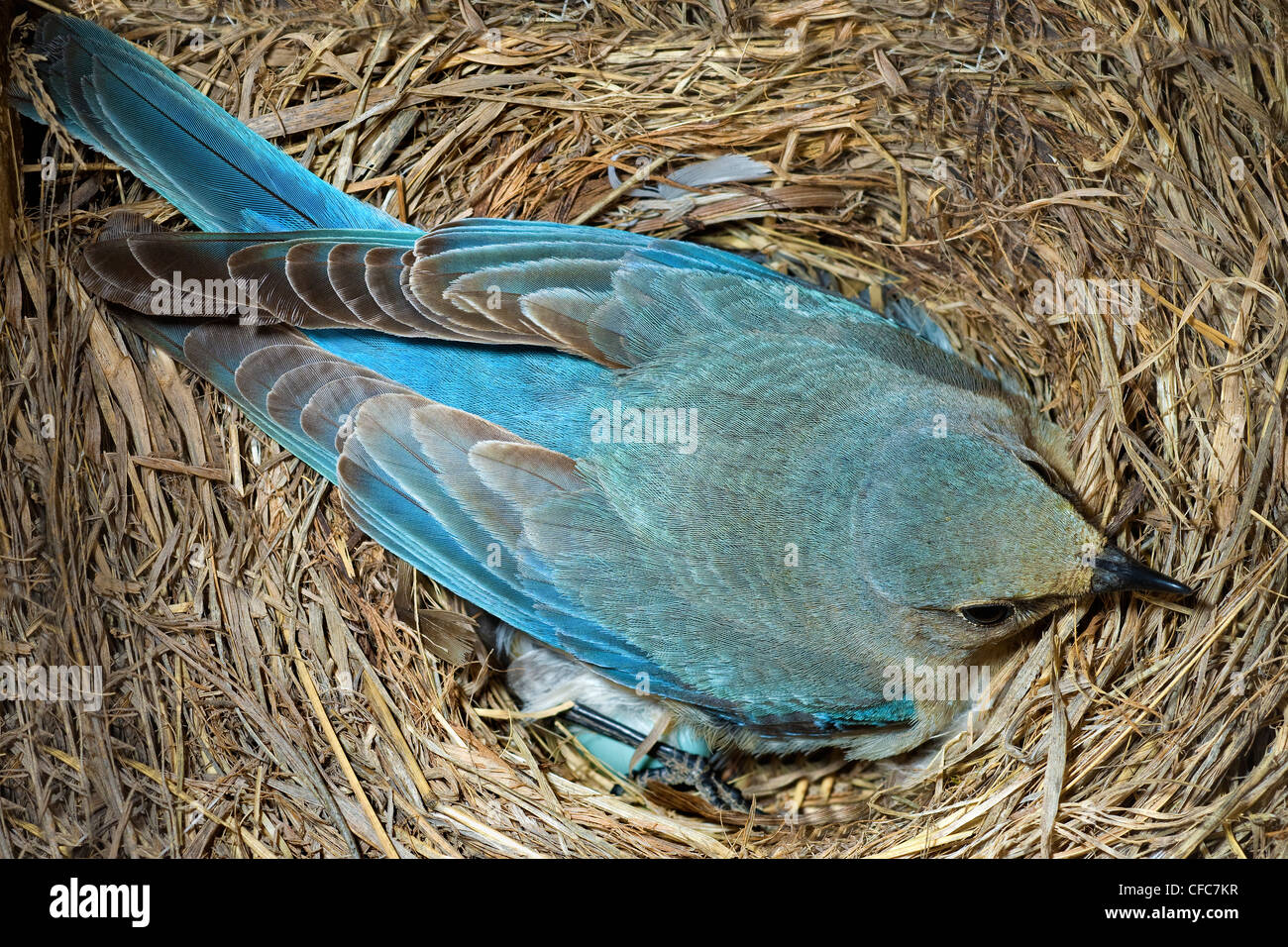 Incubating female mountain bluebird (Sialia currucoides) southern Okanagan Valley, British Columbia, Canada Stock Photo