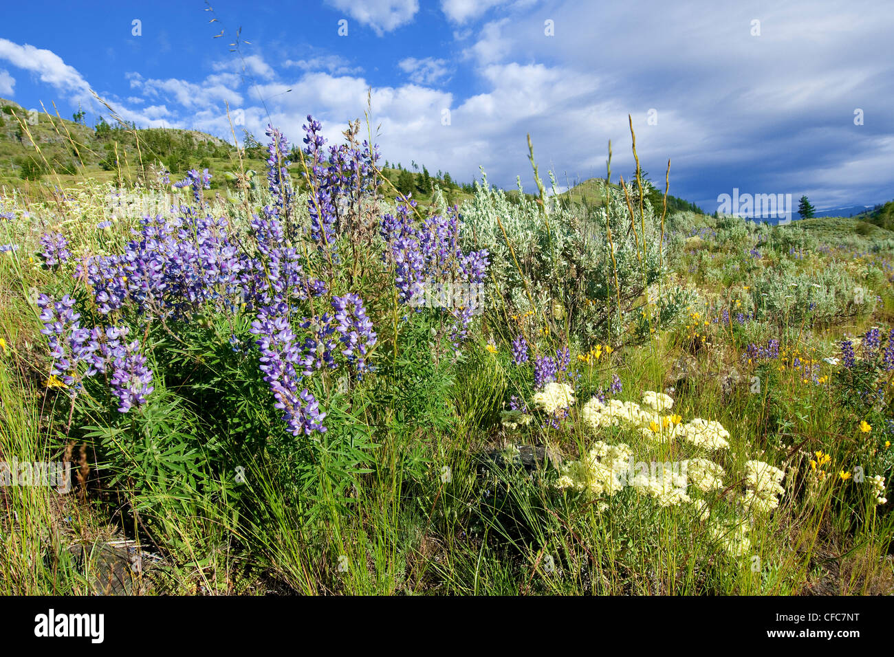 Kilpoola Grasslands, southern Okanagan Valley, British Columbia, Canada