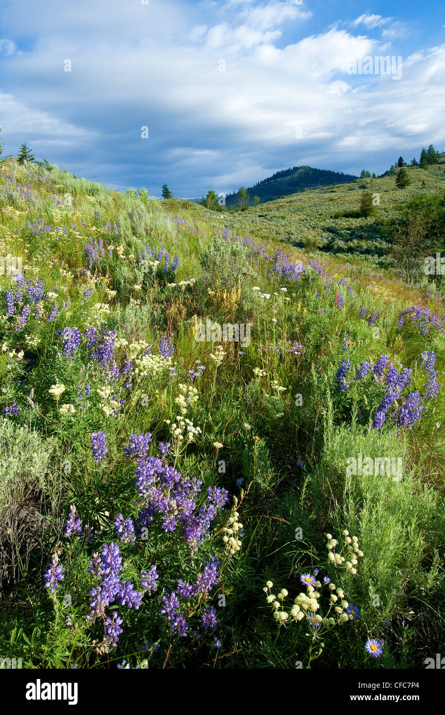 Kilpoola Grasslands, southern Okanagan Valley, British Columbia, Canada