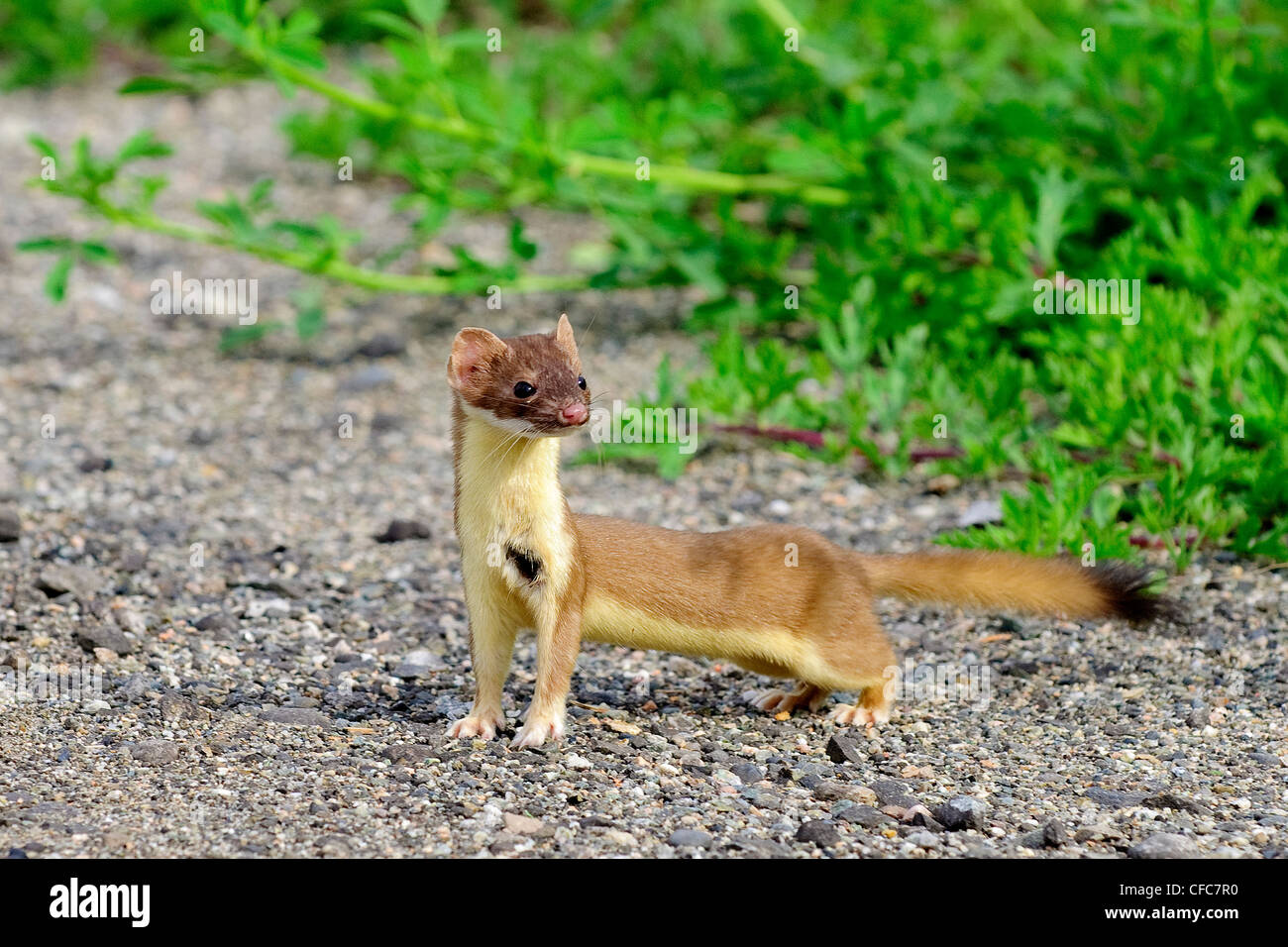 Hunting long-tailed weasel (Mustela frenata) with an old scar on its chest,  southern Okanagan Valley, British Columbia Stock Photo - Alamy