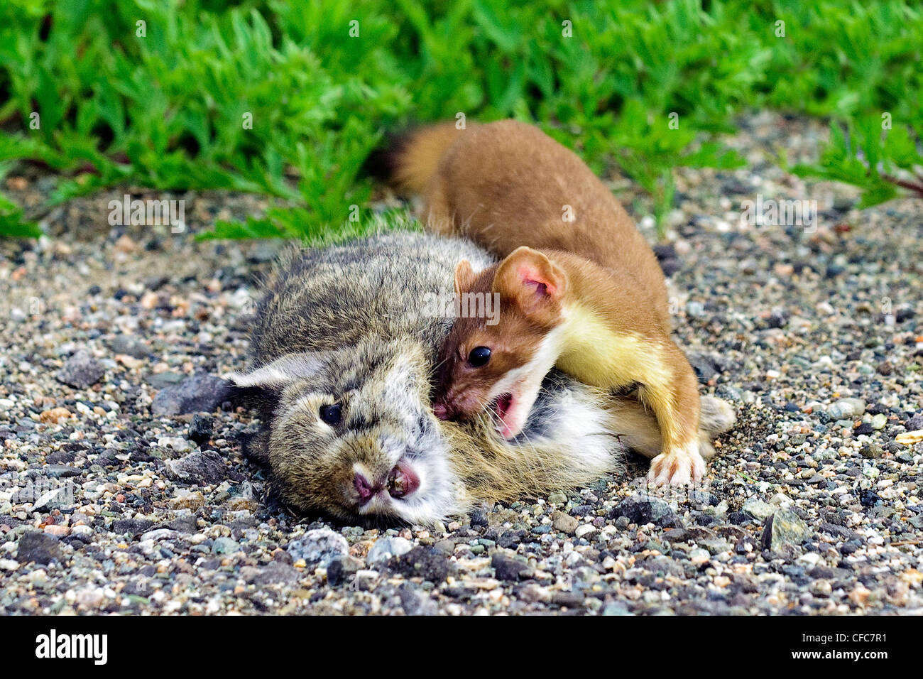 Long-tailed weasel Mustelfrenata attacking Stock Photo