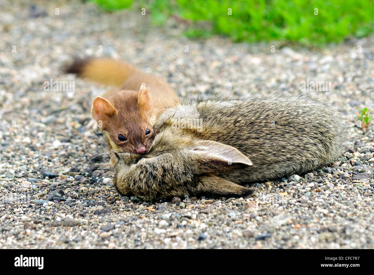 Long-tailed weasel Mustelfrenata attacking Stock Photo